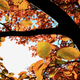 Illustration for article titled 100 Gorgeous Photos Of Fall Leaves